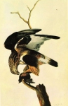 Графика Птицы ROUGH-LEGGED HAWK 2